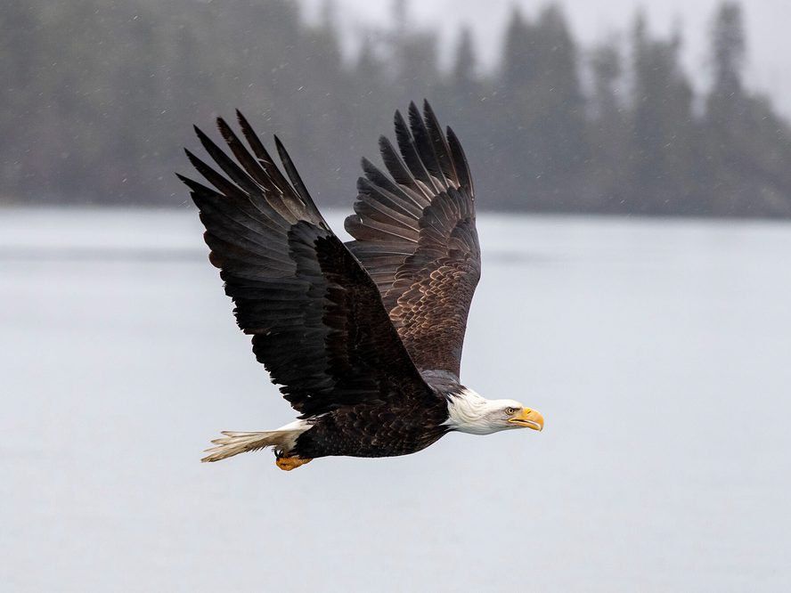 Do Bald Eagles Mate For Life Birdfact do-bald-eagles-mate-for-life-birdfact