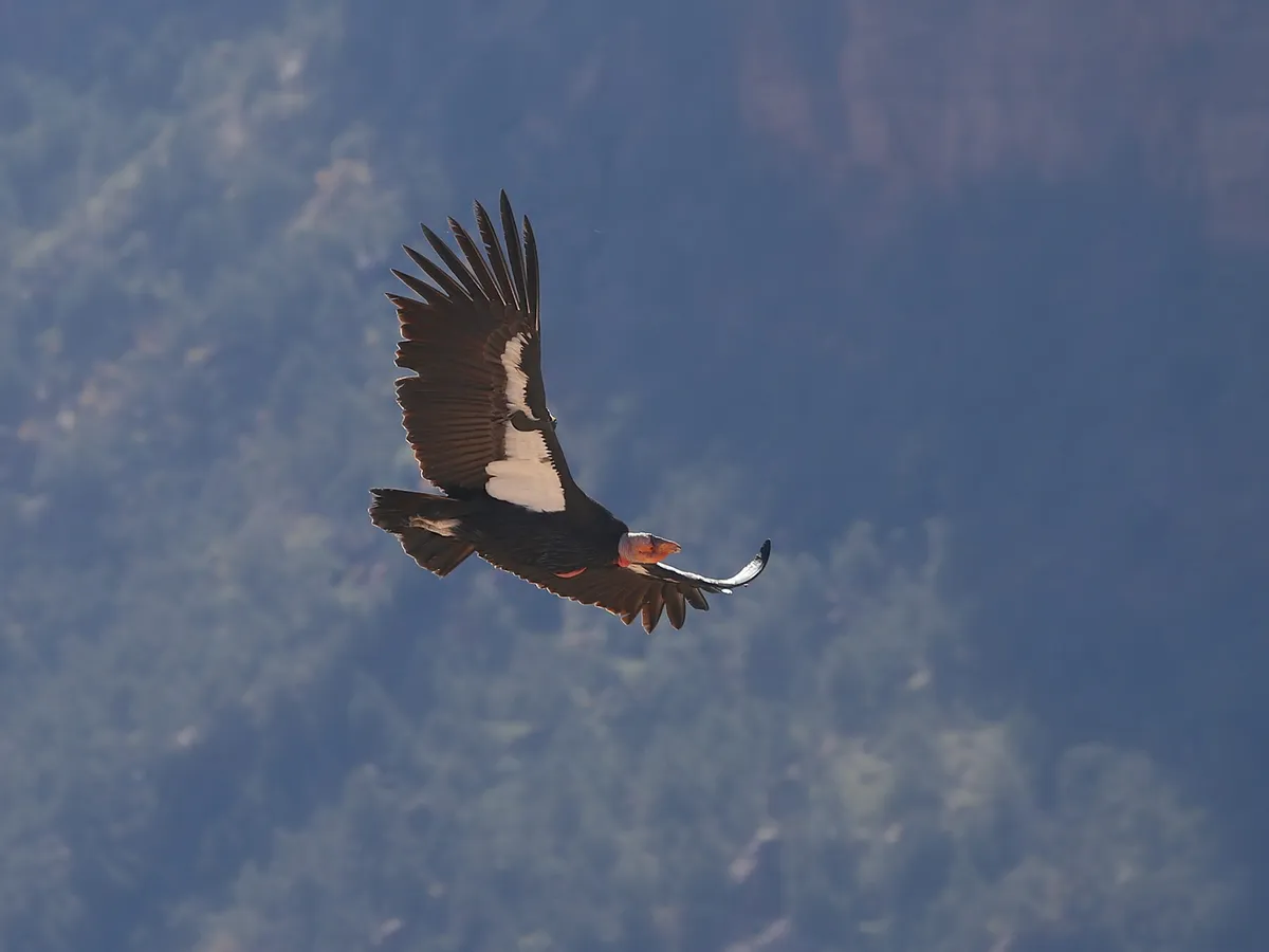 How Big Are California Condors? (Wingspan + Size)