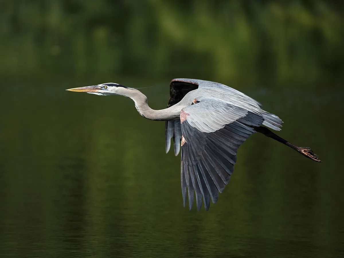 How Big Are Great Blue Herons? (Wingspan + Size)