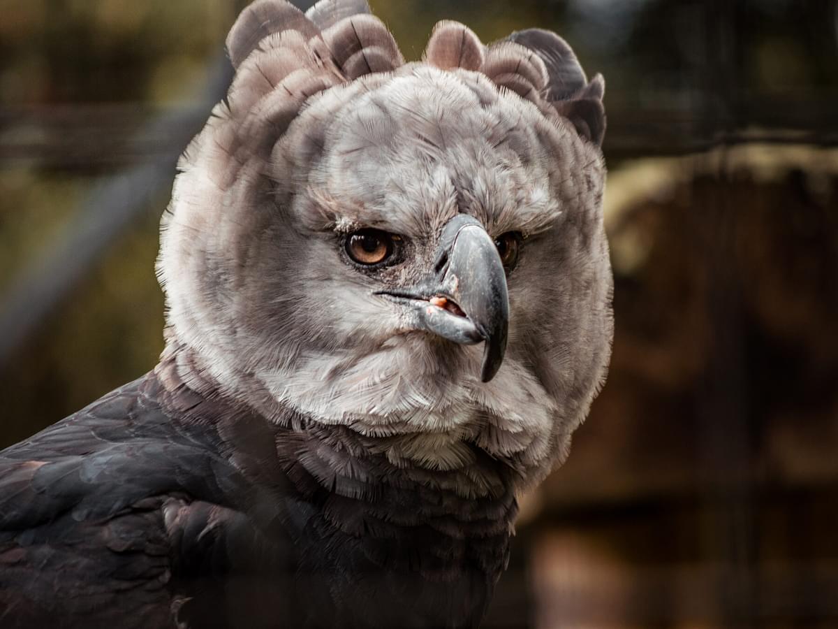 How Big Are Harpy Eagles? (Wingspan + Size)