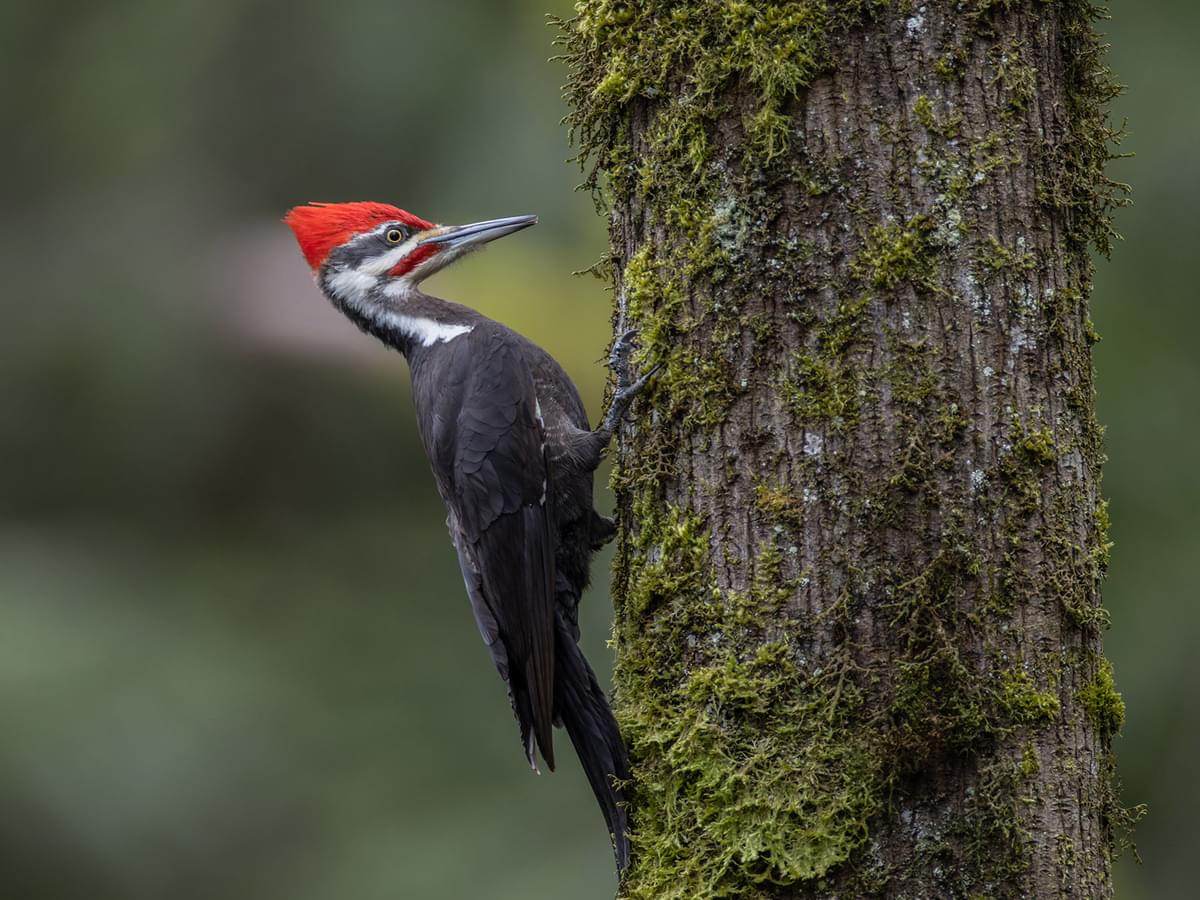 How Big Are Pileated Woodpeckers? (Wingspan + Size)