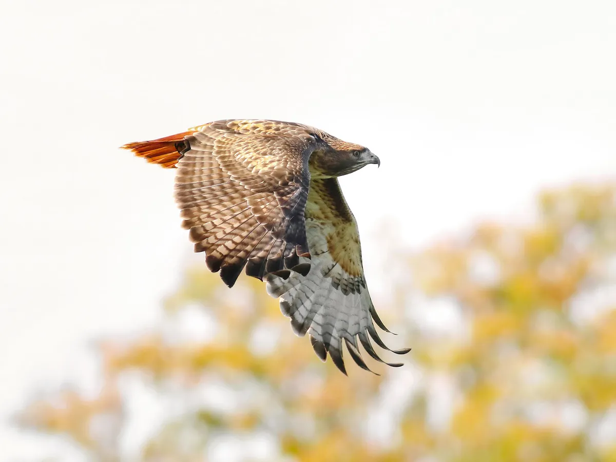 How Big Are Red-tailed Hawks? (Wingspan + Size)