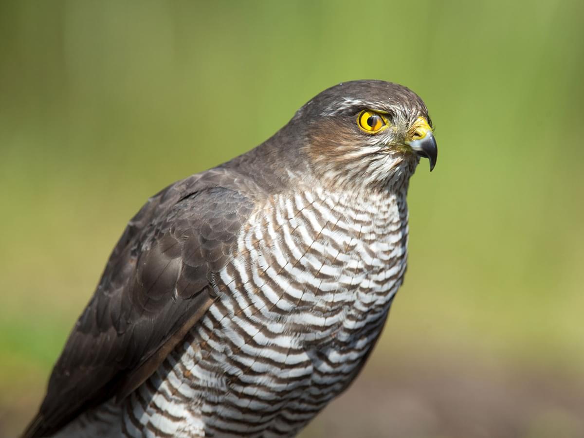 How Big Are Sparrowhawks? (Wingspan + Size)