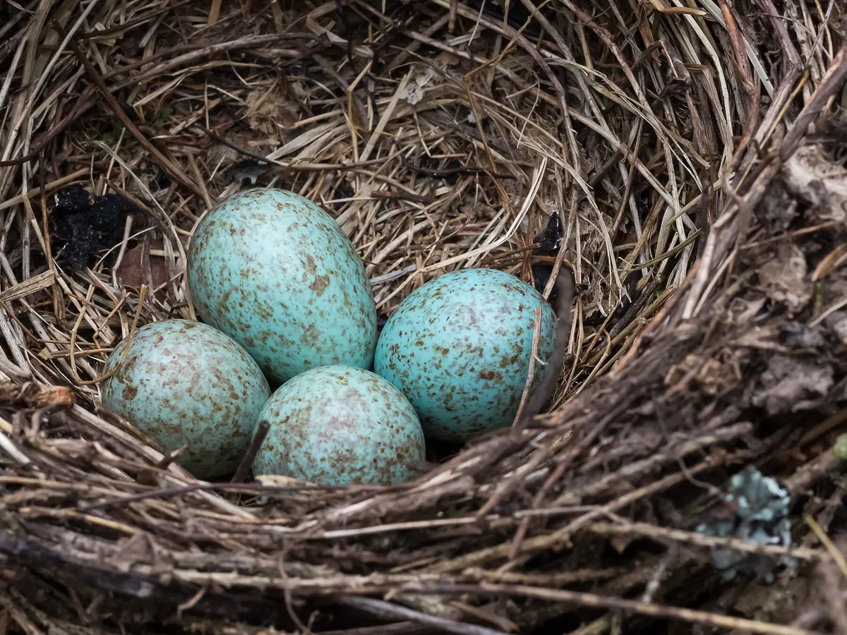 How Do Birds Eggs Hatch? (Full Process Explained)