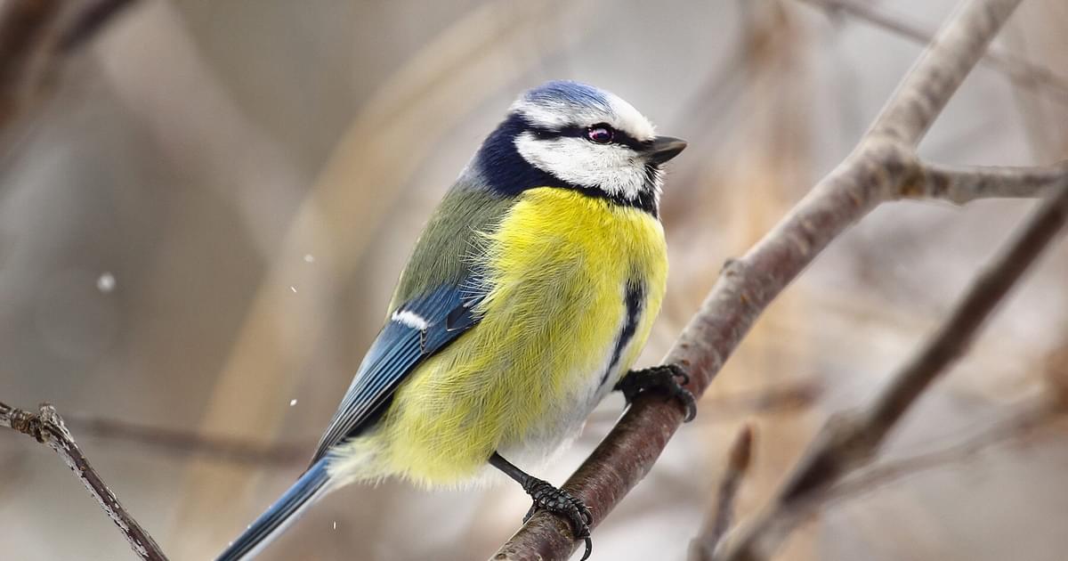 How Do Birds Avoid Predators? (4 Key Methods Explained) | Birdfact