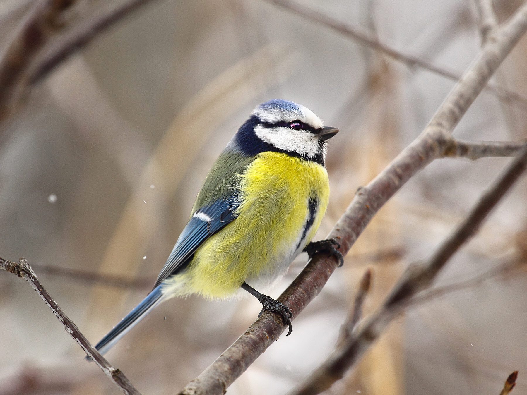 How Do Birds Avoid Predators? (4 Key Methods Explained)