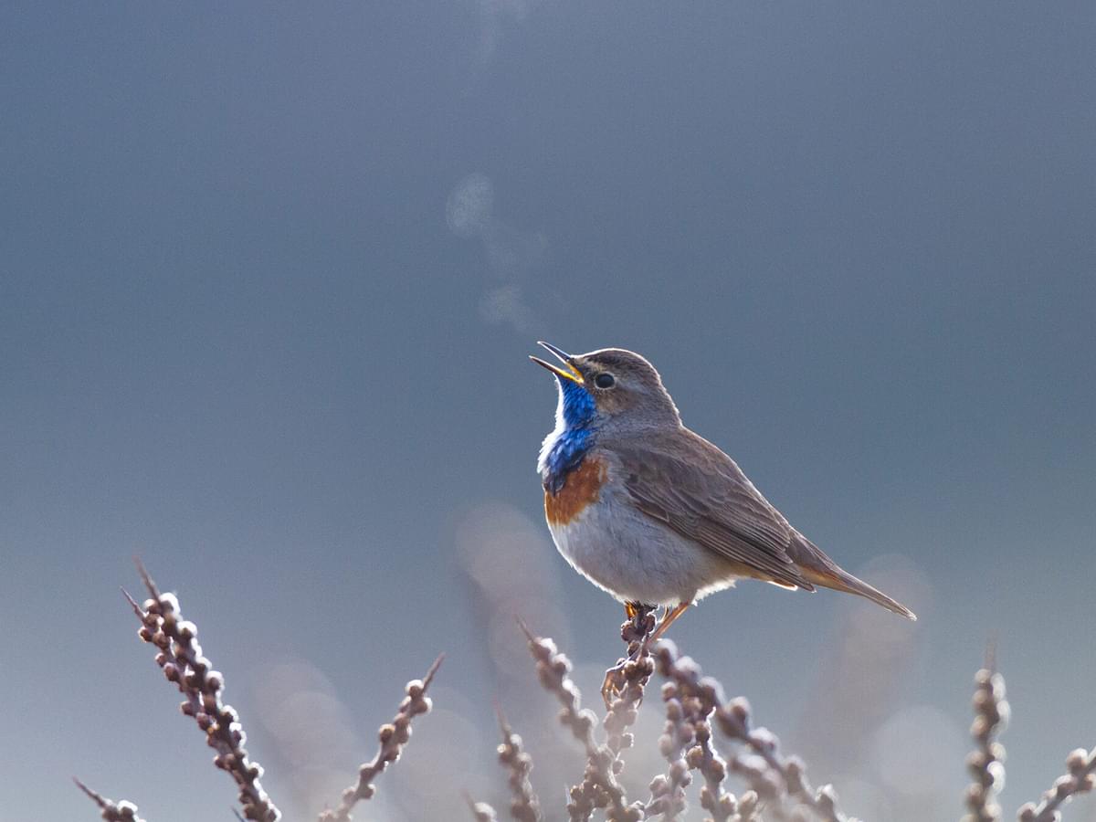 How Do Birds Breathe? (Everything Explained)