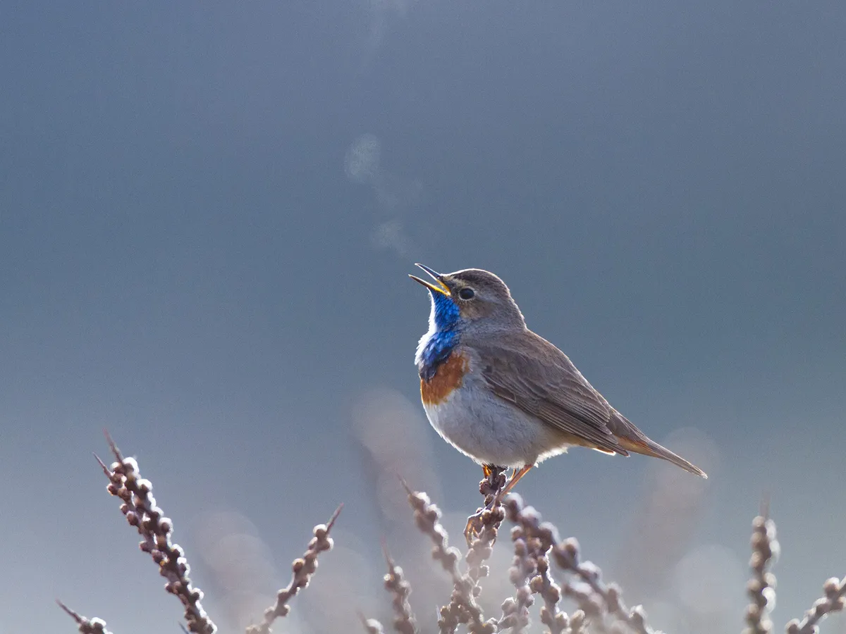 How Do Birds Breathe? (Everything Explained)