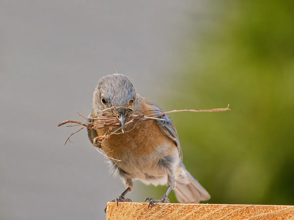 How Do Birds Build Nests? (5 Key Types)