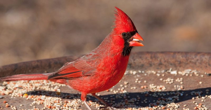 How Do Birds Find Feeders: Surprising Secrets Revealed