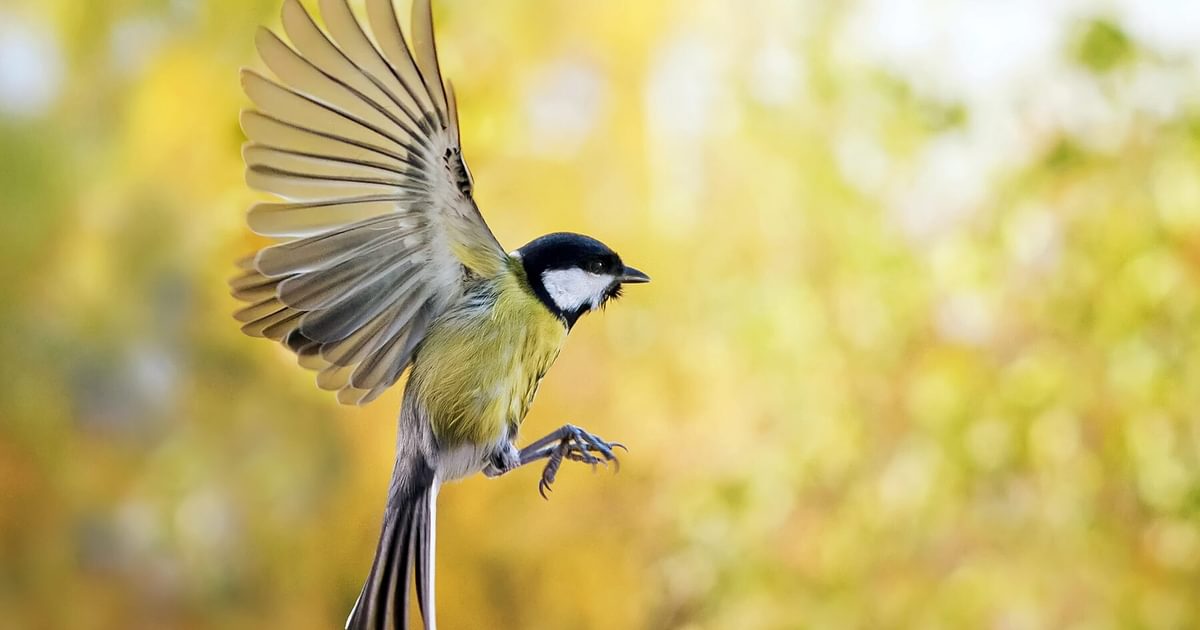 How Do Birds Fly? (In-Depth Guide) | Birdfact