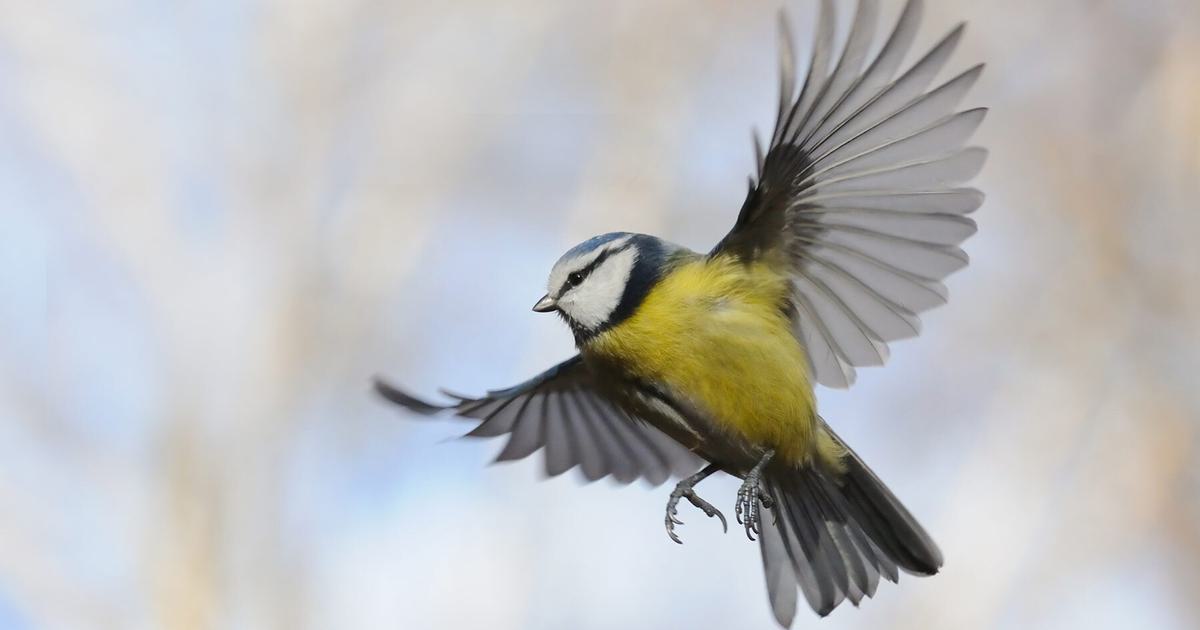 How Do Birds Learn To Fly? (Learn or Instinct + FAQs)