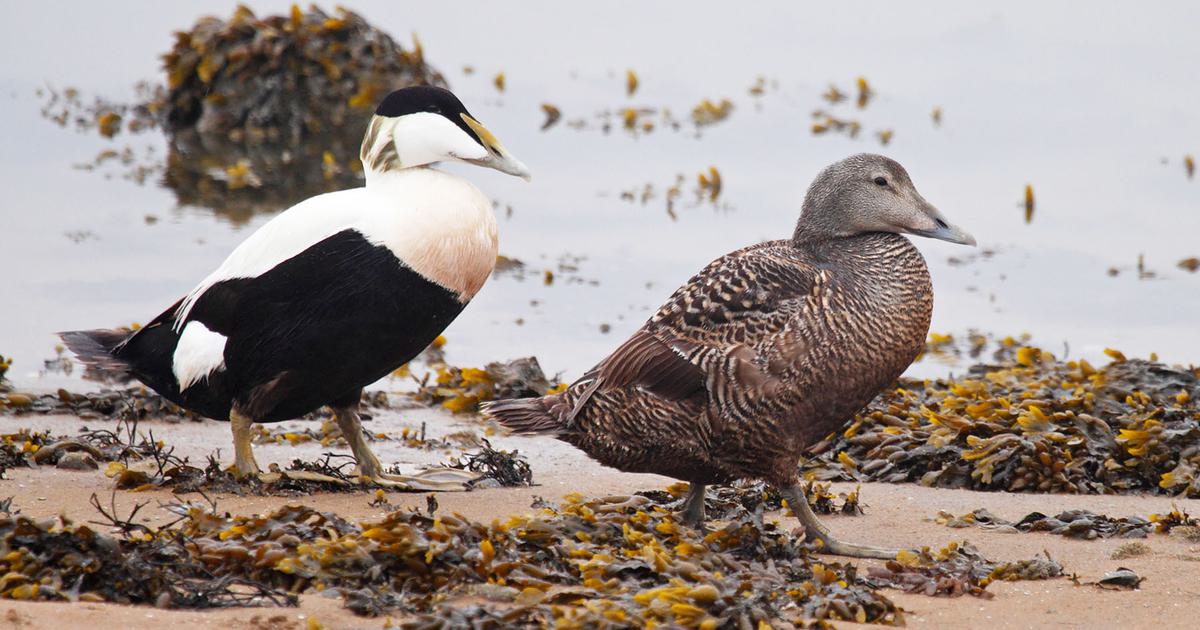From Quack to Courtship: Understanding How Ducks Mate | Birdfact