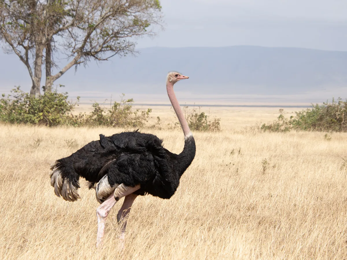How Fast Can an Ostrich Run? (Everything Explained)