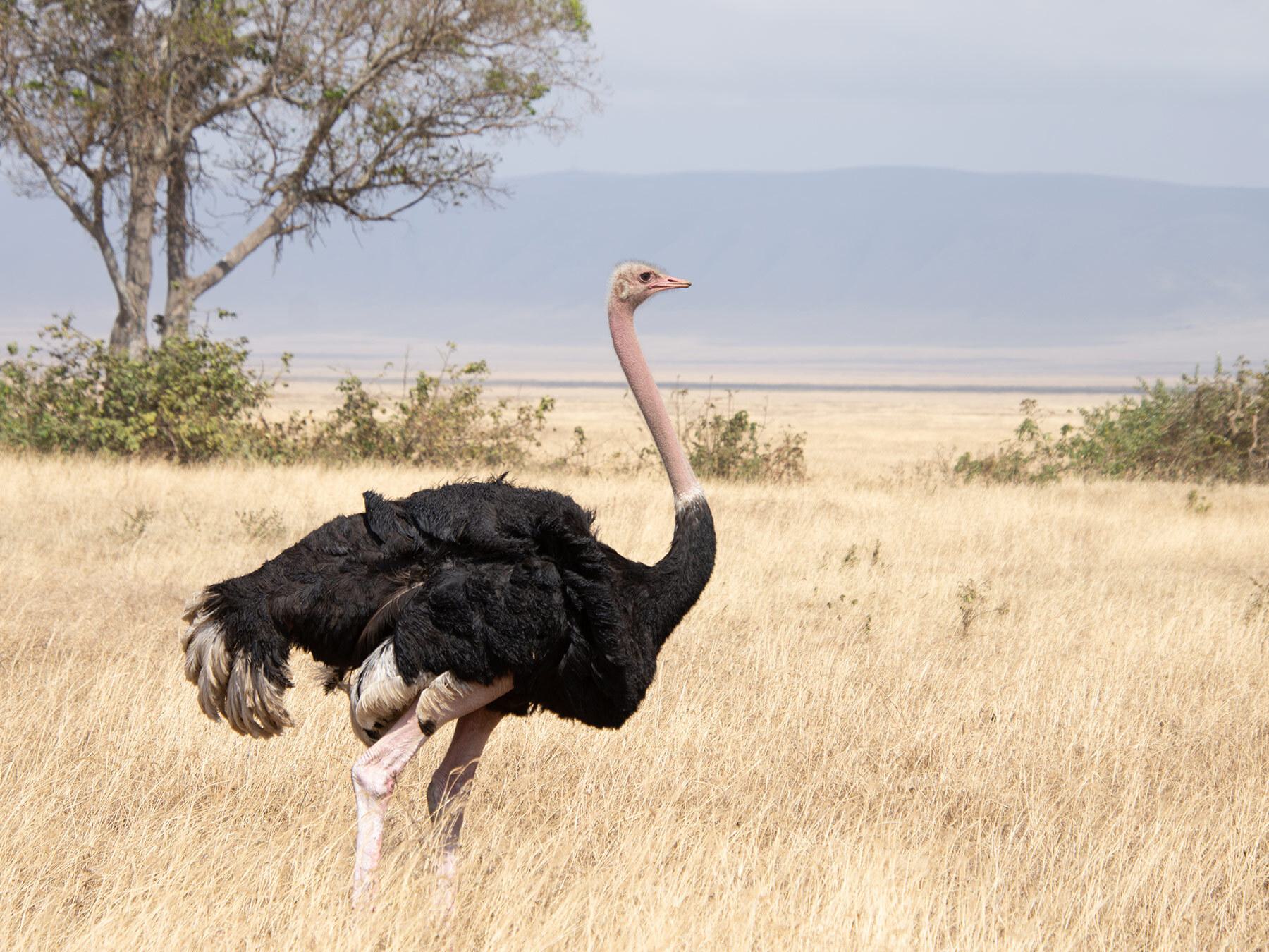 How Fast Can an Ostrich Run? (Everything Explained)