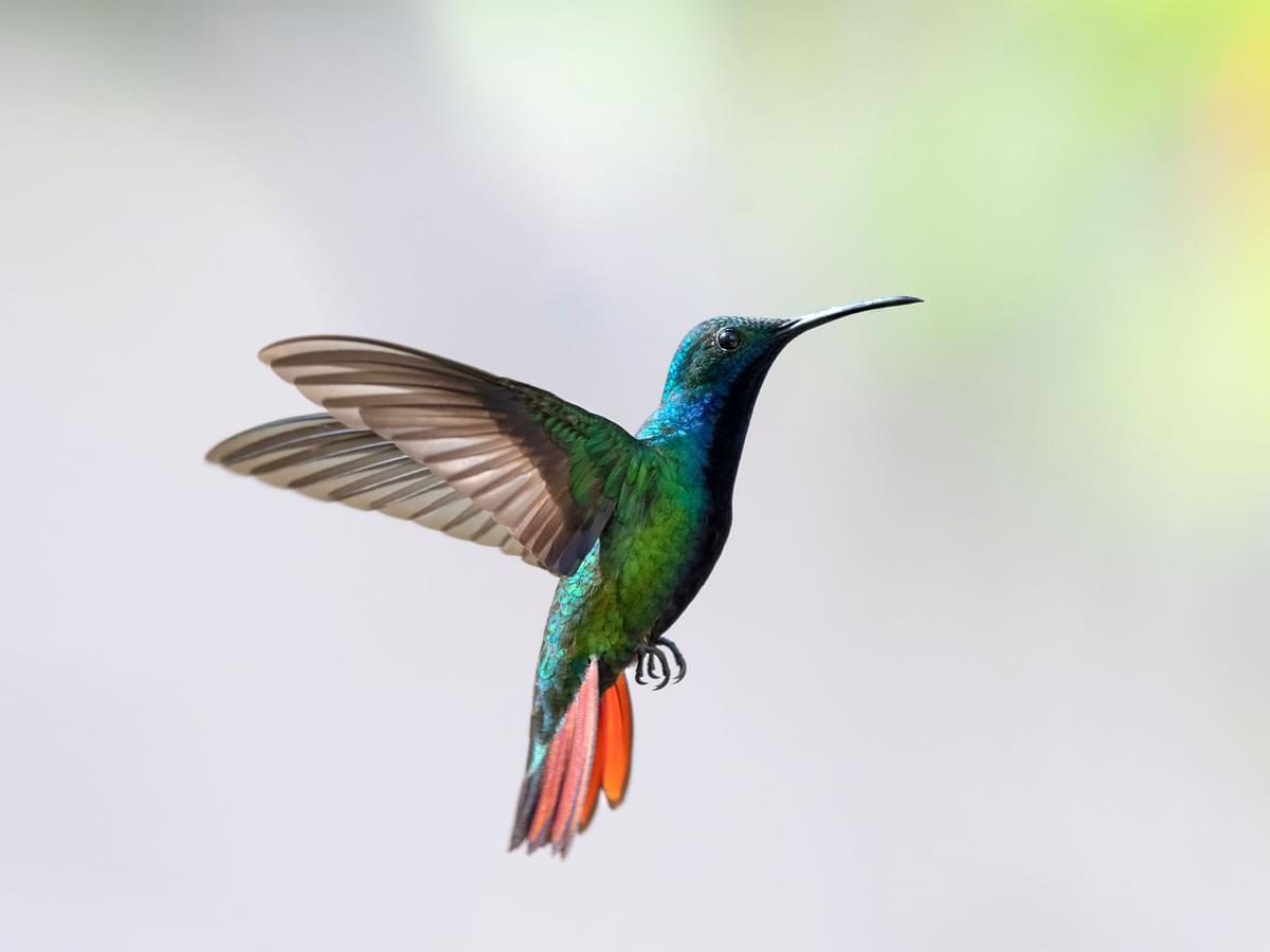 How Fast Do Hummingbirds Fly? The Science Behind Their Speed