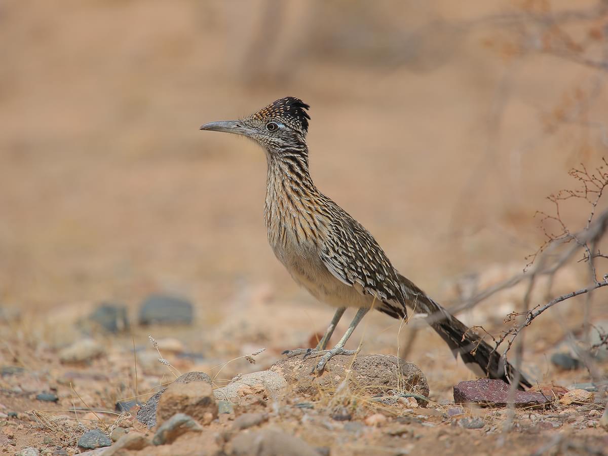 How Fast Is A Roadrunner?