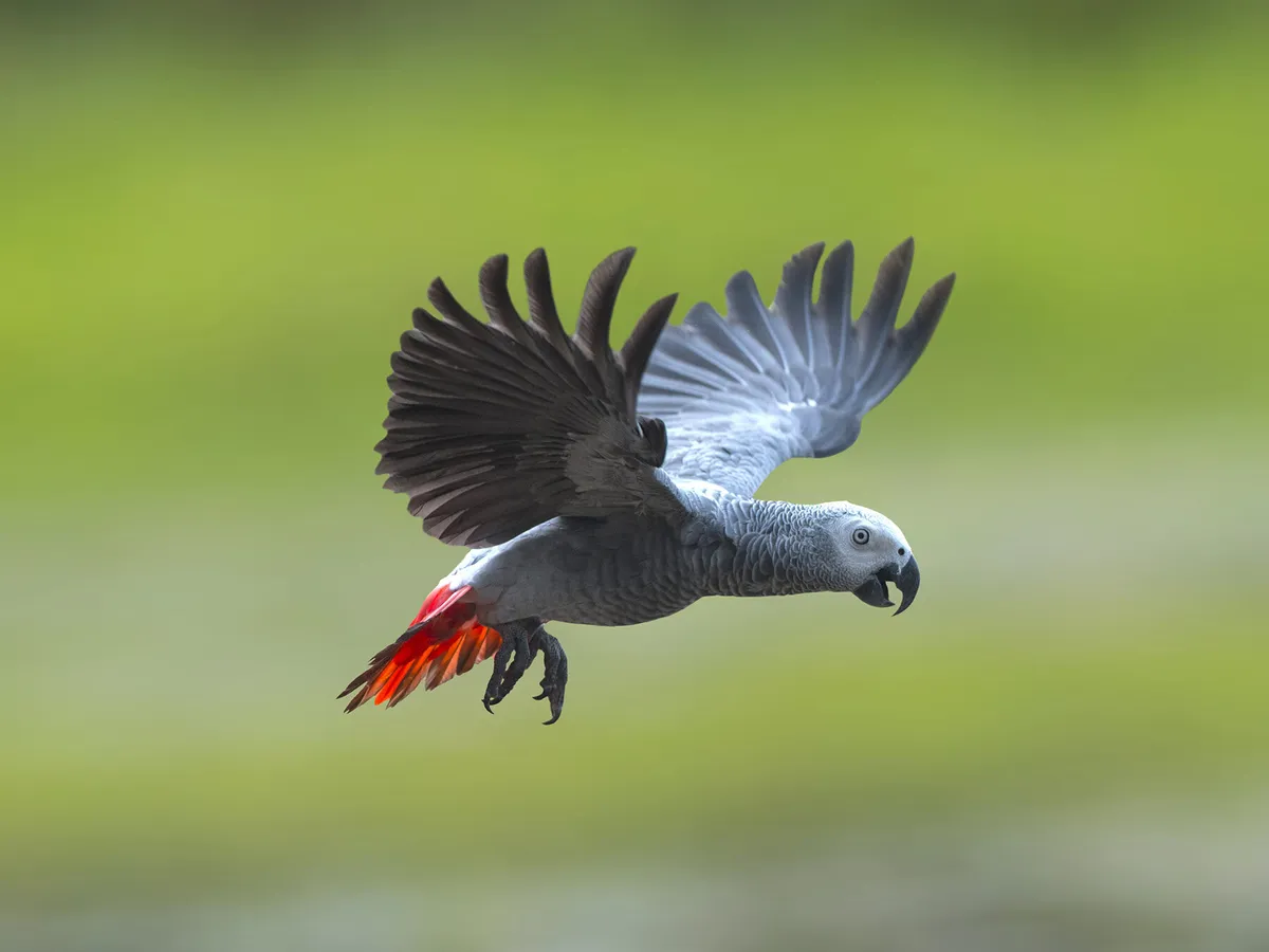 How Long Do African Greys Live? (African Grey Parrot… | Birdfact