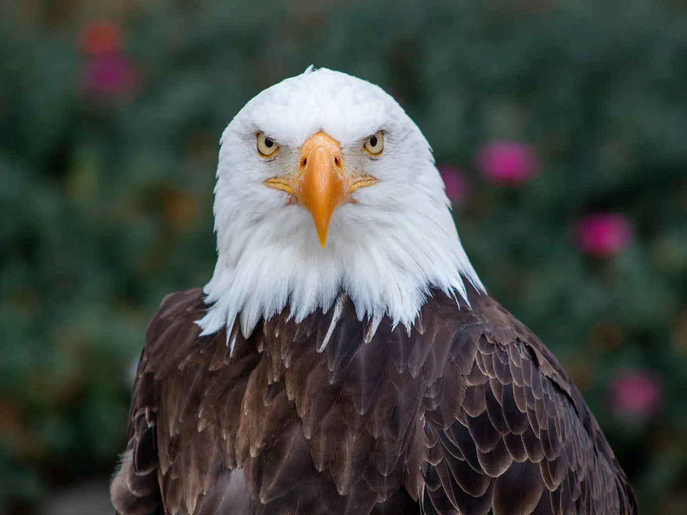 How Long Do Eagles Live? Surprising Lifespan Facts Revealed