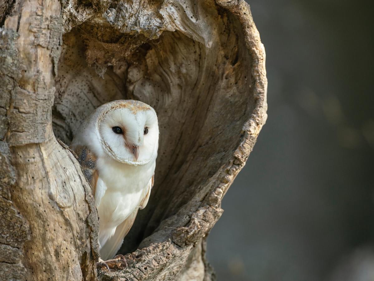 How Long Do Barn Owls Live? (Complete Guide)