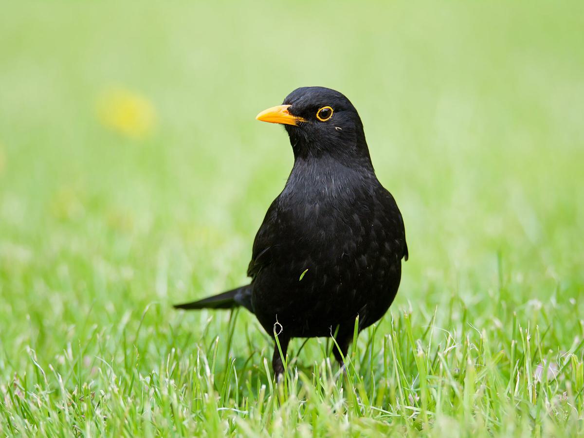 How Long Do Blackbirds Live? (Complete Guide)