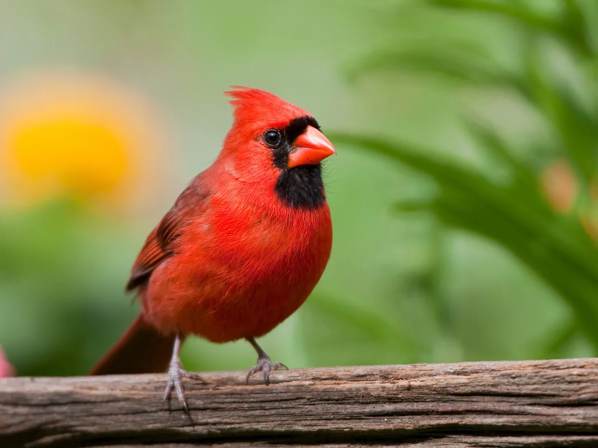 How Long Do Cardinals Live?