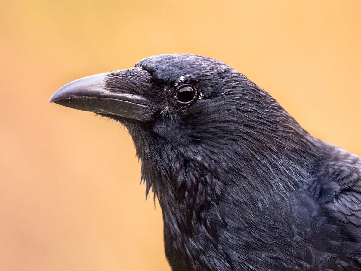 How Long Do Crows Live?