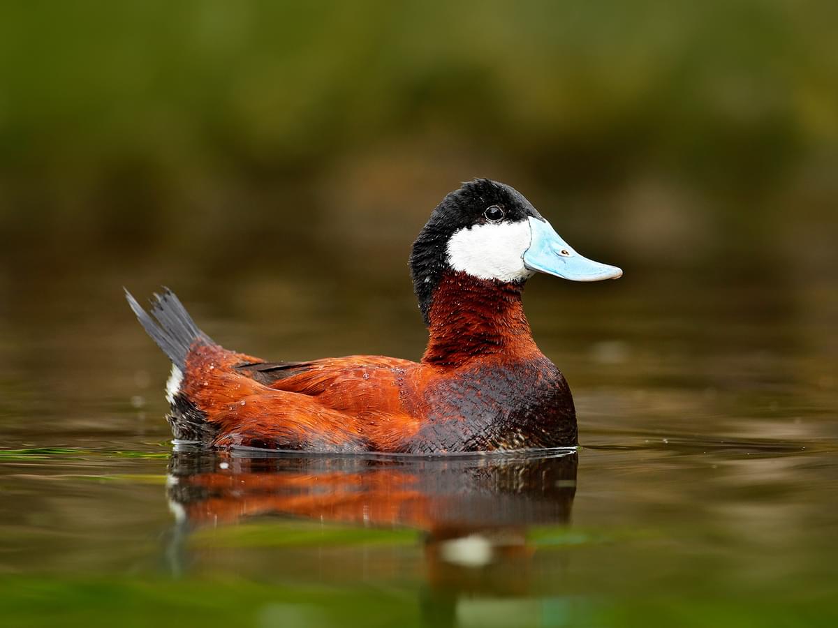 What Do Ducks Eat? (Full Diet, Feeding, Habits + Behavior) | Birdfact