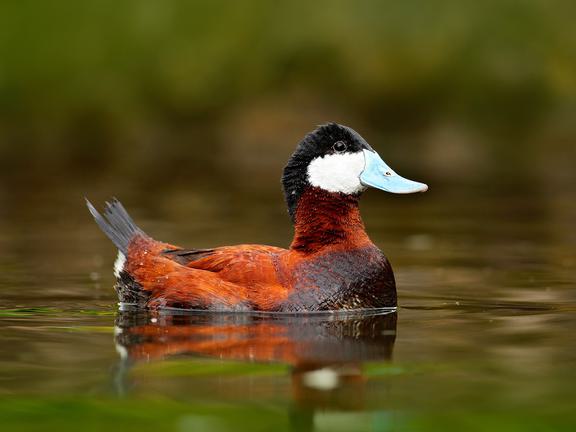 From Quack to Courtship: Understanding How Ducks Mate | Birdfact