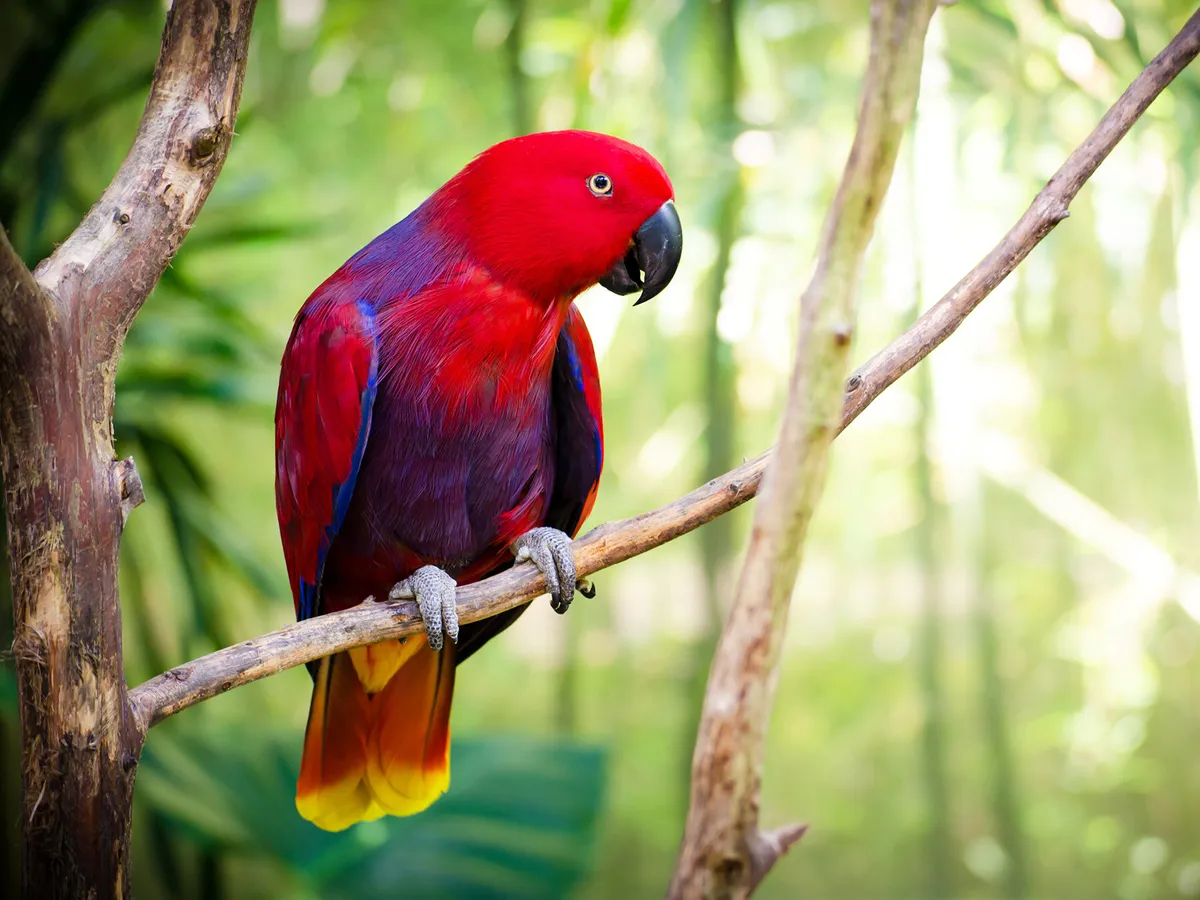 How Long Do Eclectus Parrots Live?