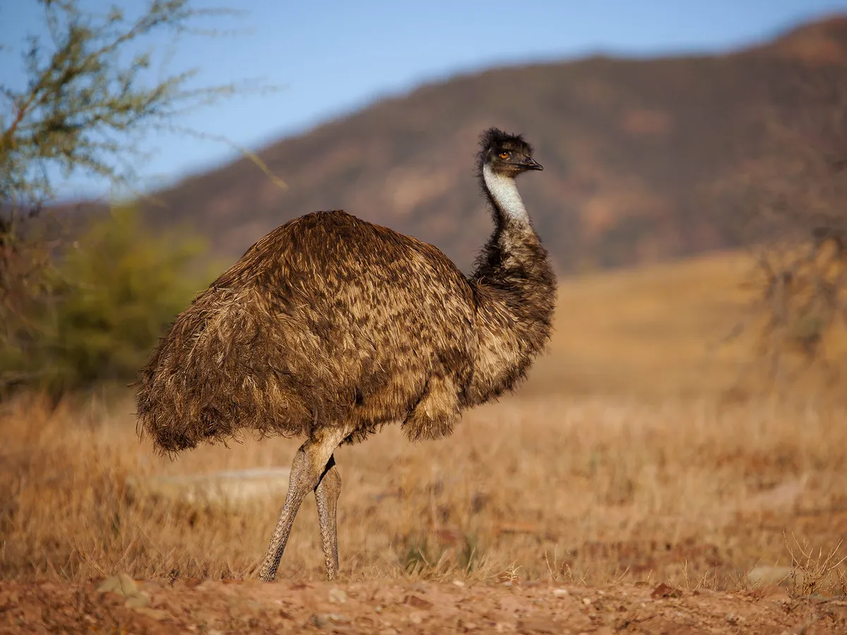 How Long Do Emus Live? (Emu Lifespan) | Birdfact How Long Do Emus Live? (Emu Lifespan) | Birdfact