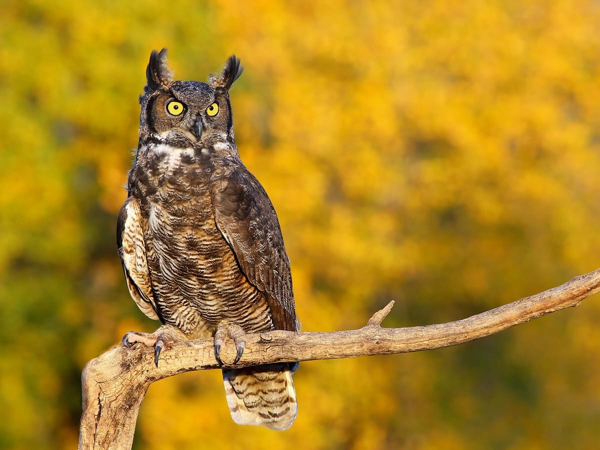 How Long Do Great Horned Owls Live? (Great Horned Owl Lifespan)