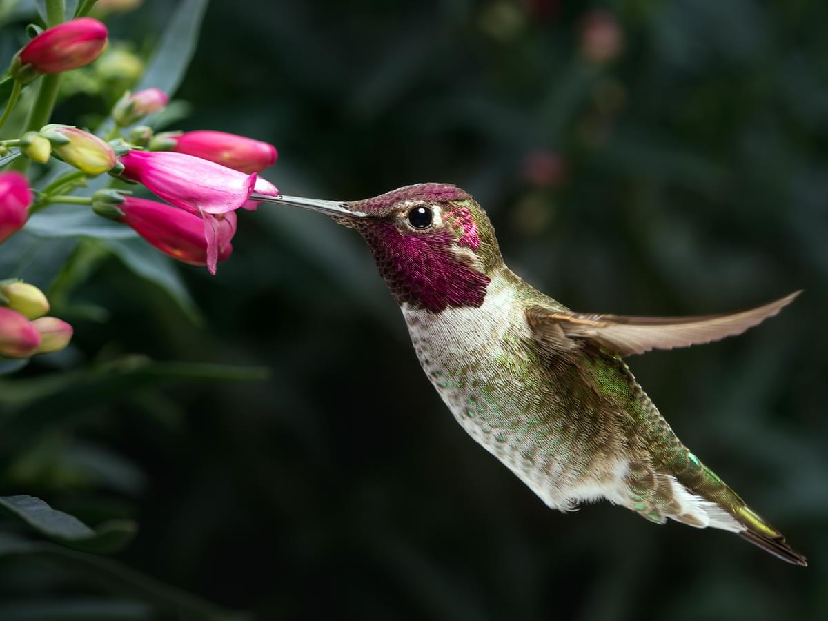 How Long Do Hummingbirds Live? Exploring Lifespan & Survival