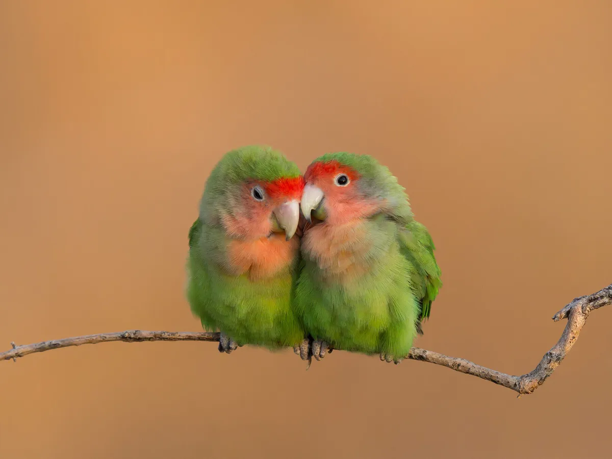 How Long Do Lovebirds Live? (Lovebird Lifespan) | Birdfact