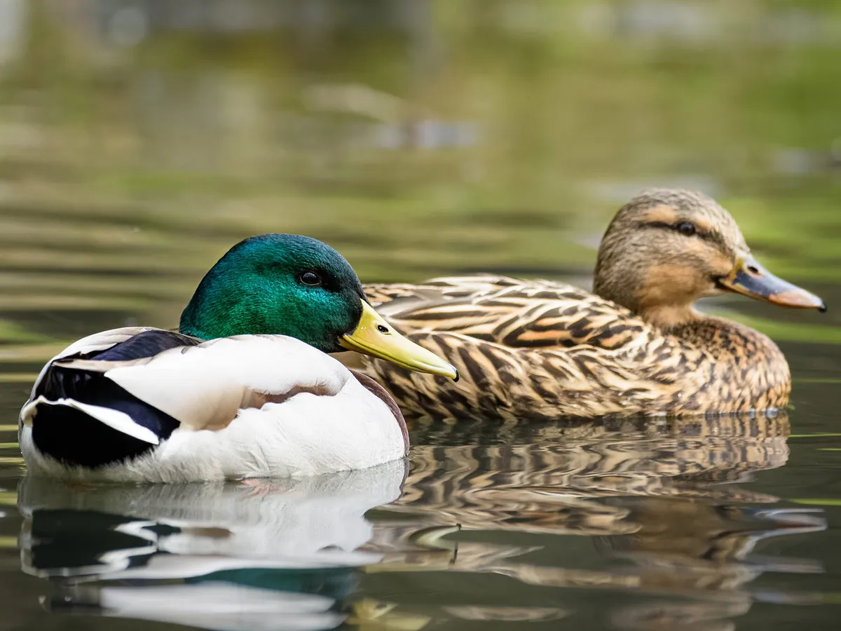 How Long Do Mallards Live? (Mallard Duck Lifespan) | Birdfact