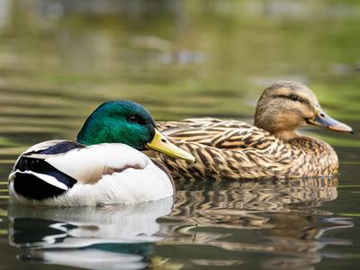How Long Do Mallards Live? (Mallard Duck Lifespan) | Birdfact