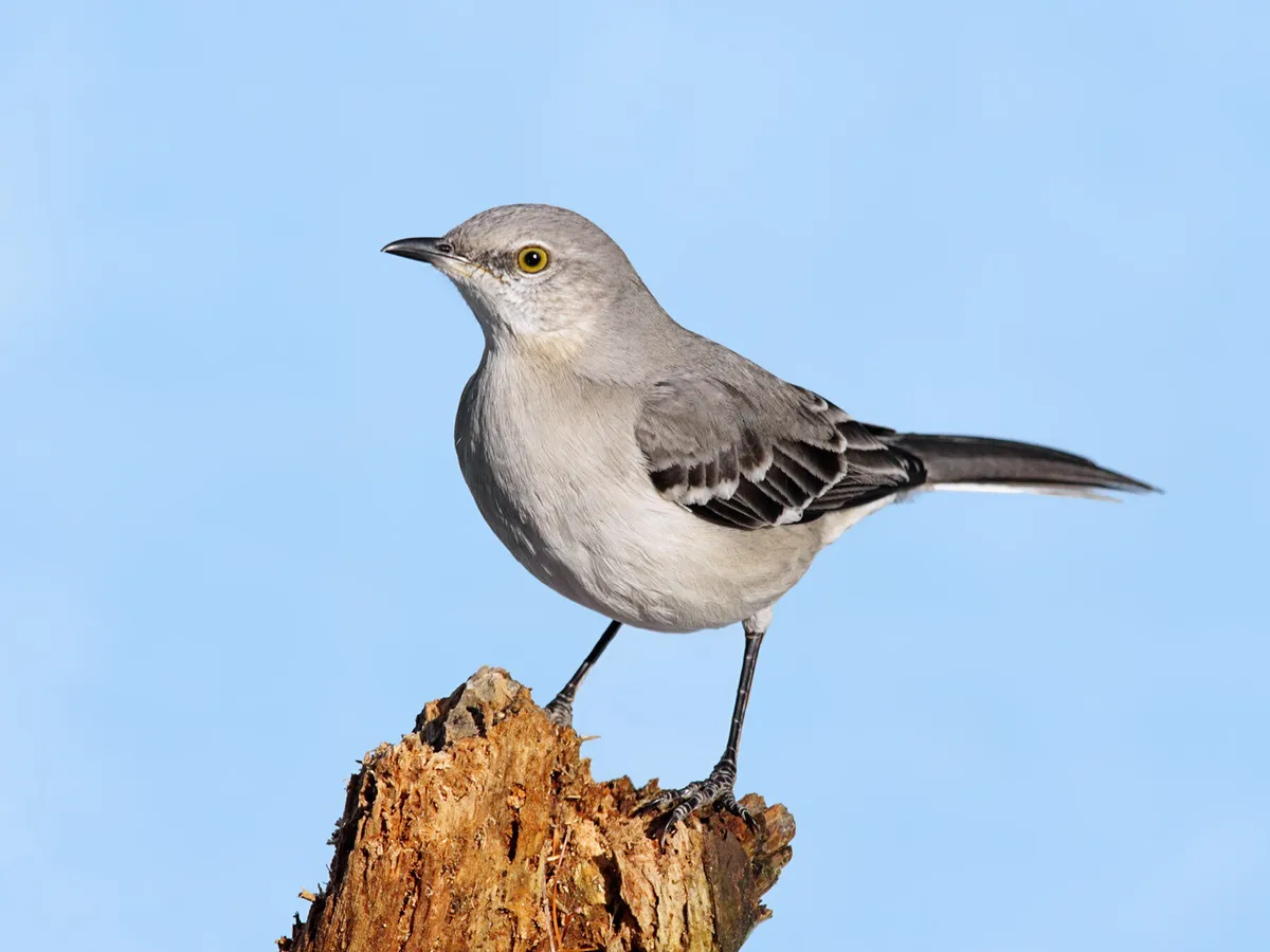 How Long Do Mockingbirds Live? (Northern Mockingbird Lifespan)