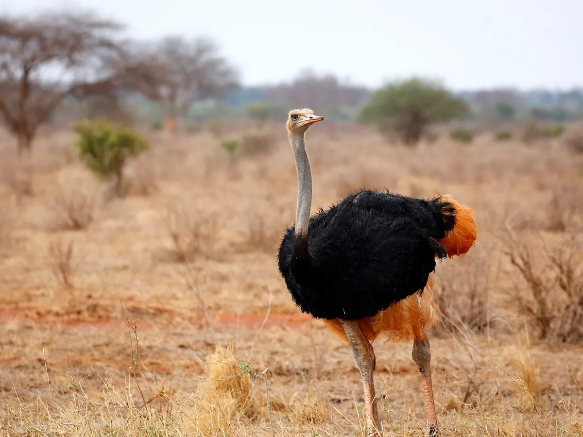 How Long Do Ostriches Live? (Ostrich Lifespan) | Birdfact