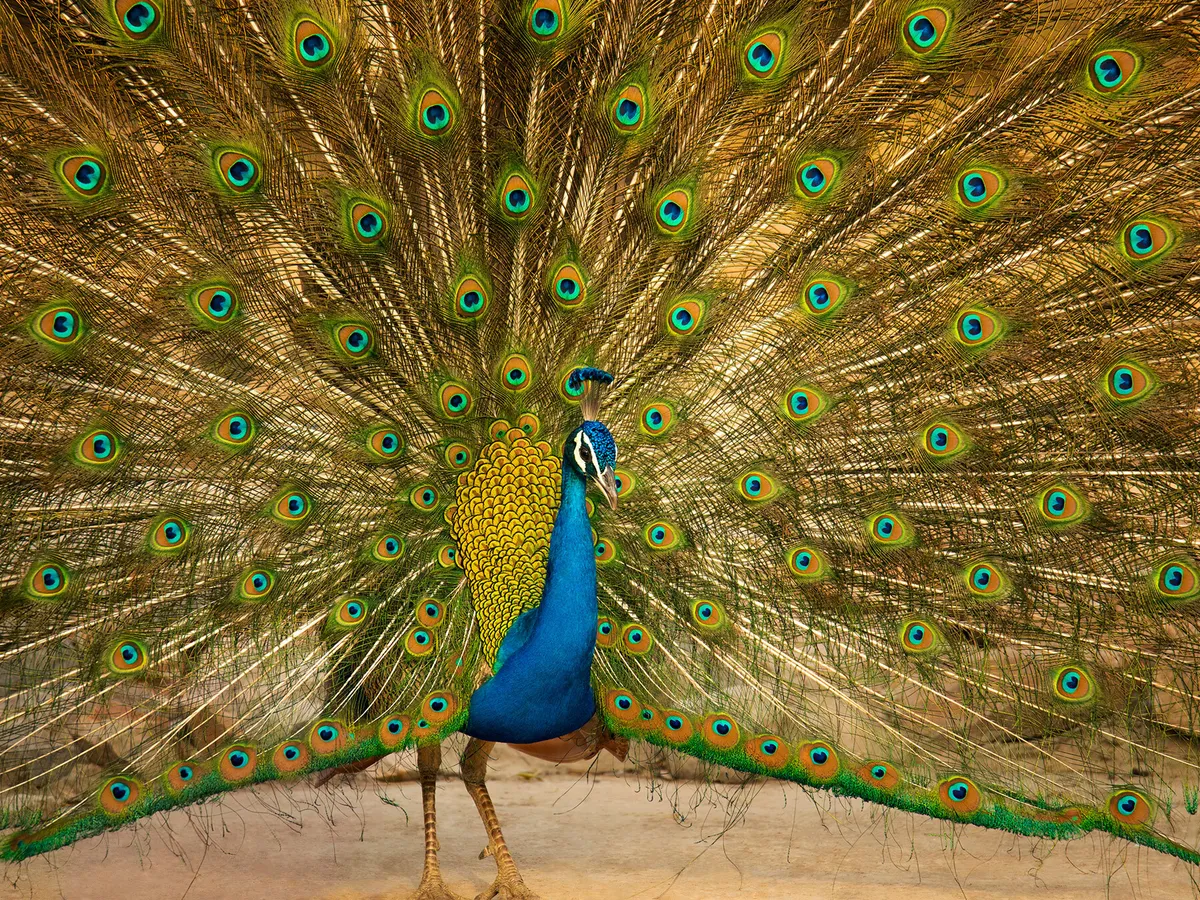 How Long Do Peacocks Live? (Peacock Lifespan) | Birdfact
