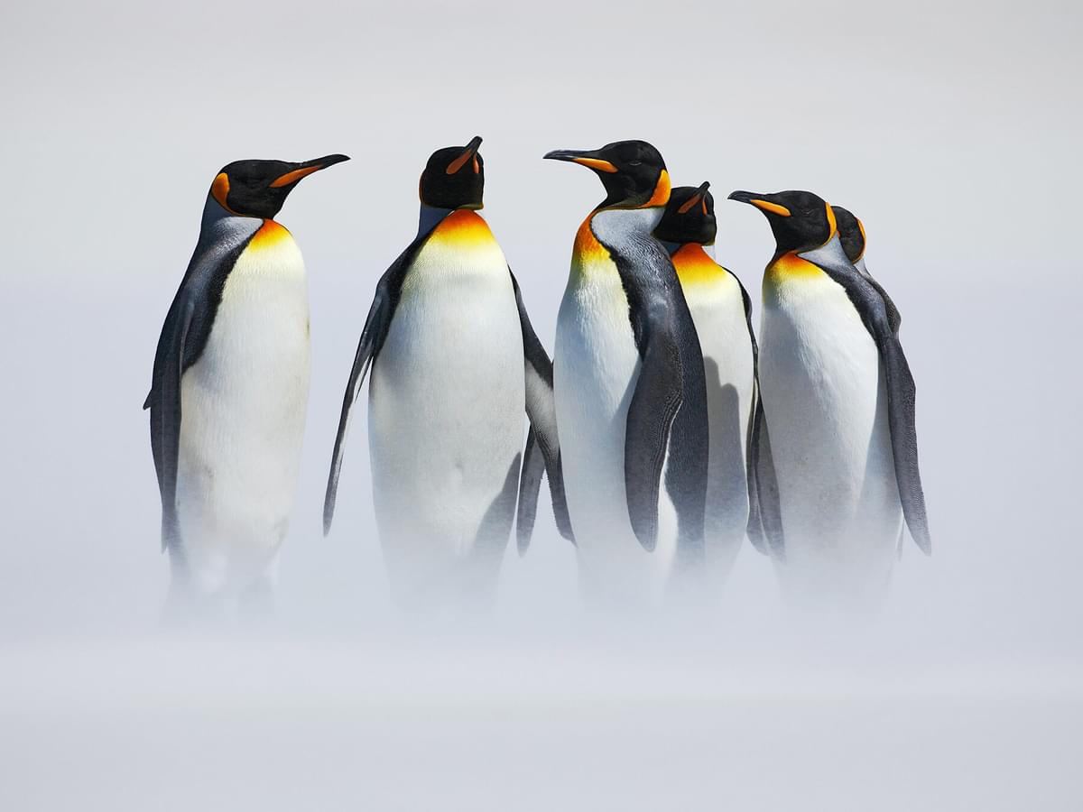 How Long Do Penguins Live? (Complete Guide)