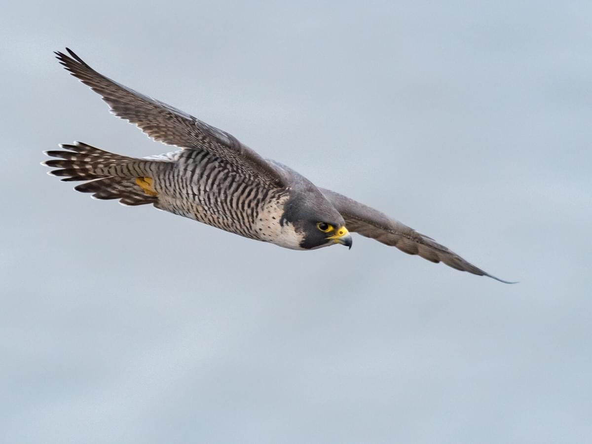 How Long Do Peregrine Falcons Live? (Peregrine Falcon Lifespan)