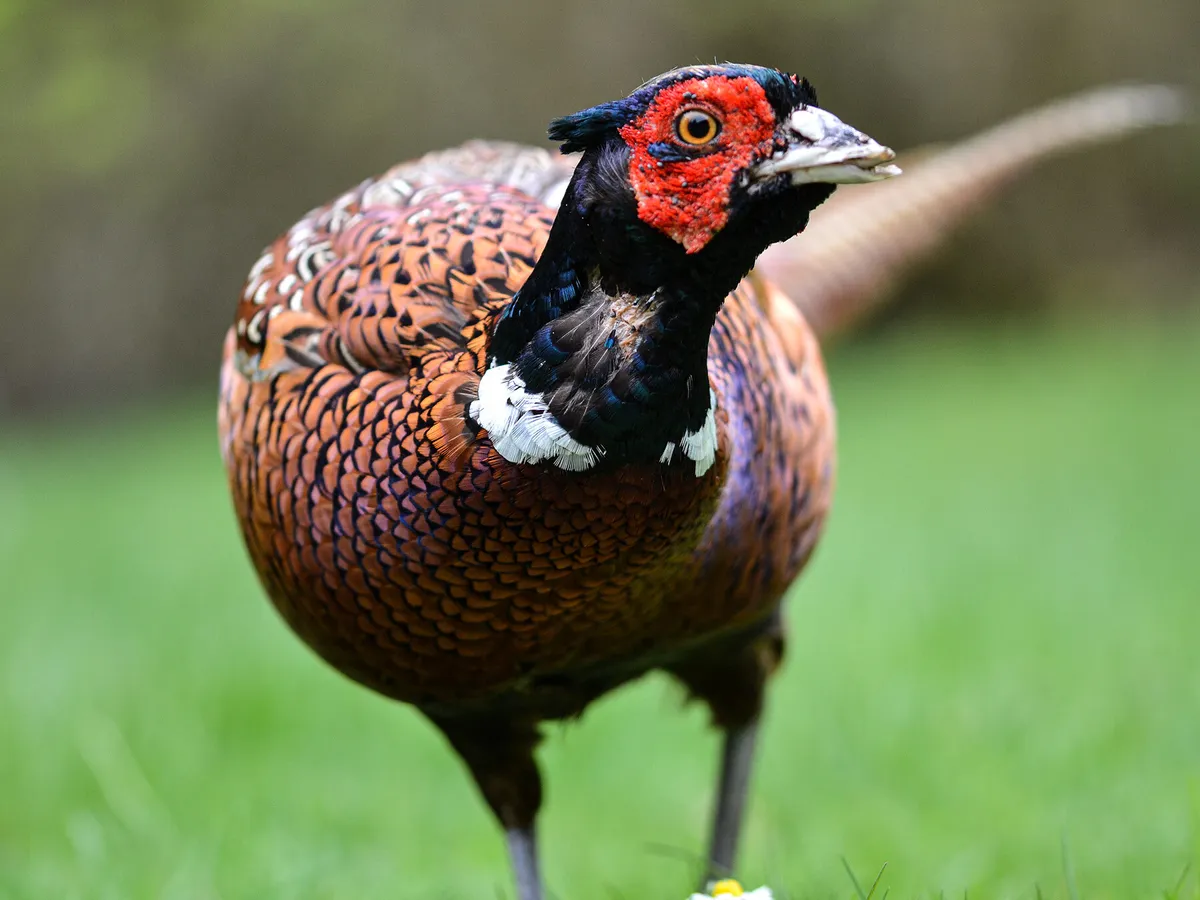 How Long Do Pheasants Live? (Complete Guide)