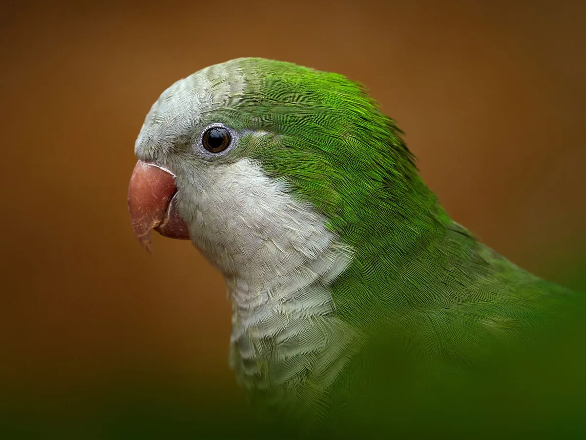 Quaker Parakeet - Petcare Mag