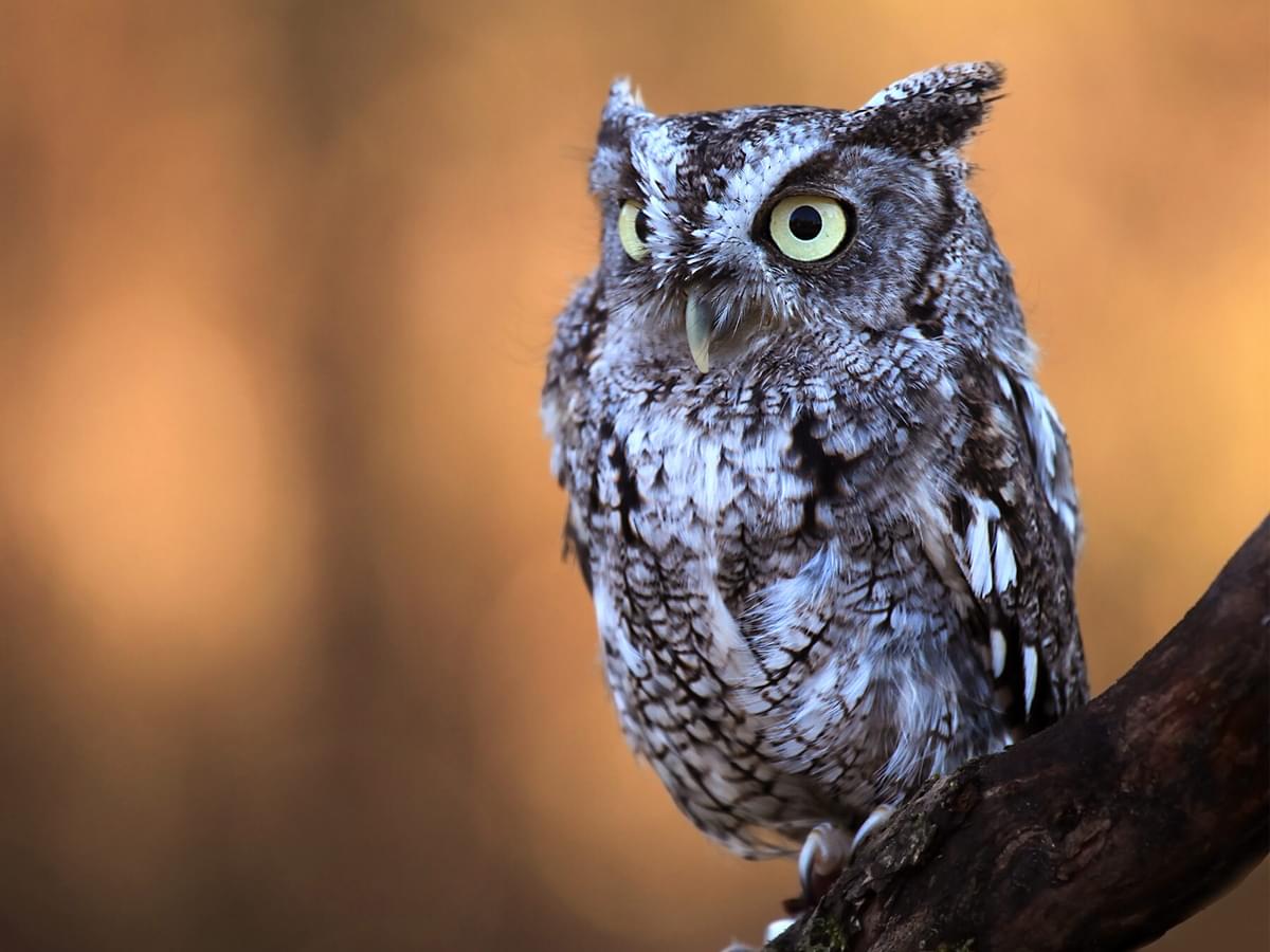How Long Do Screech Owls Live?