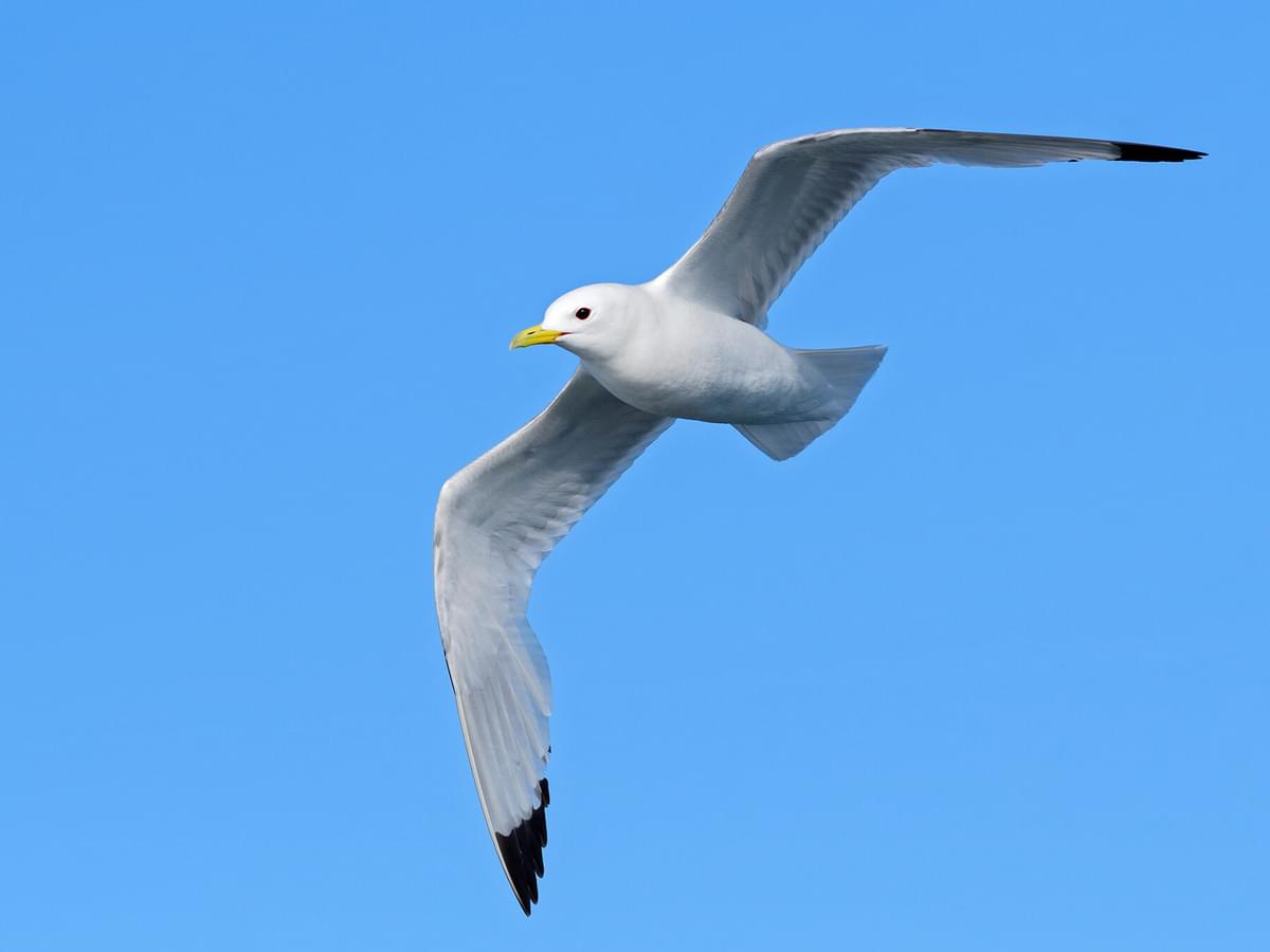 How Long Do Seagulls Live? (Complete Guide)