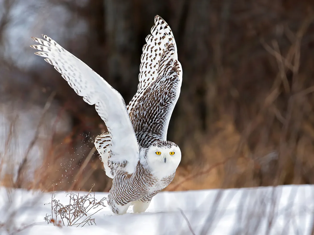 How Long Do Snowy Owls Live? (Snowy Owl Lifespan)