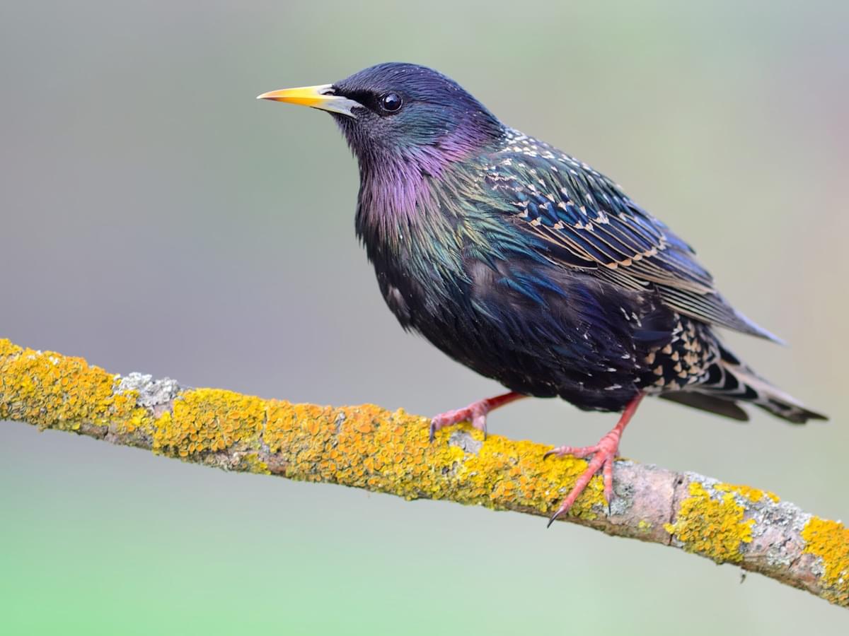 How Long Do Starlings Live? (Starling Lifespan)