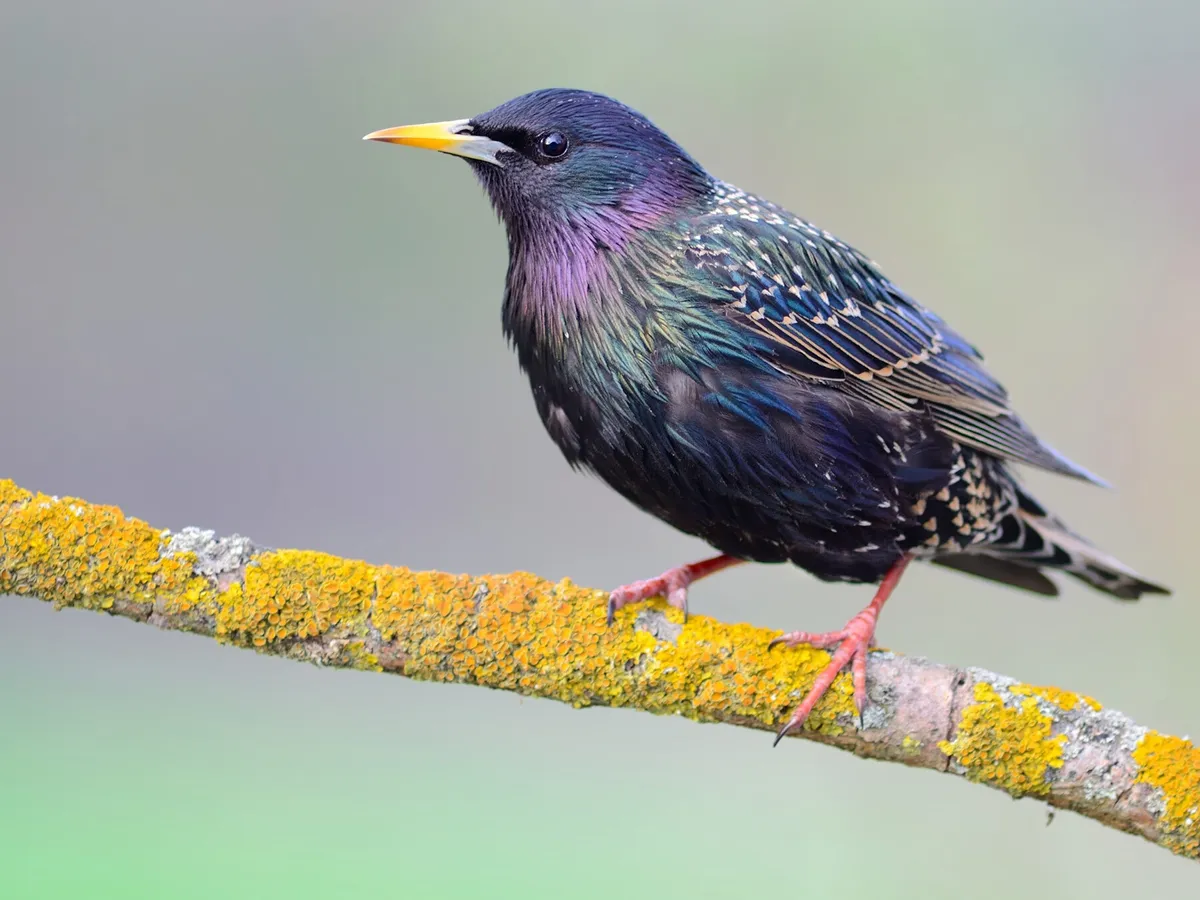 How Long Do Starlings Live? (Starling Lifespan)