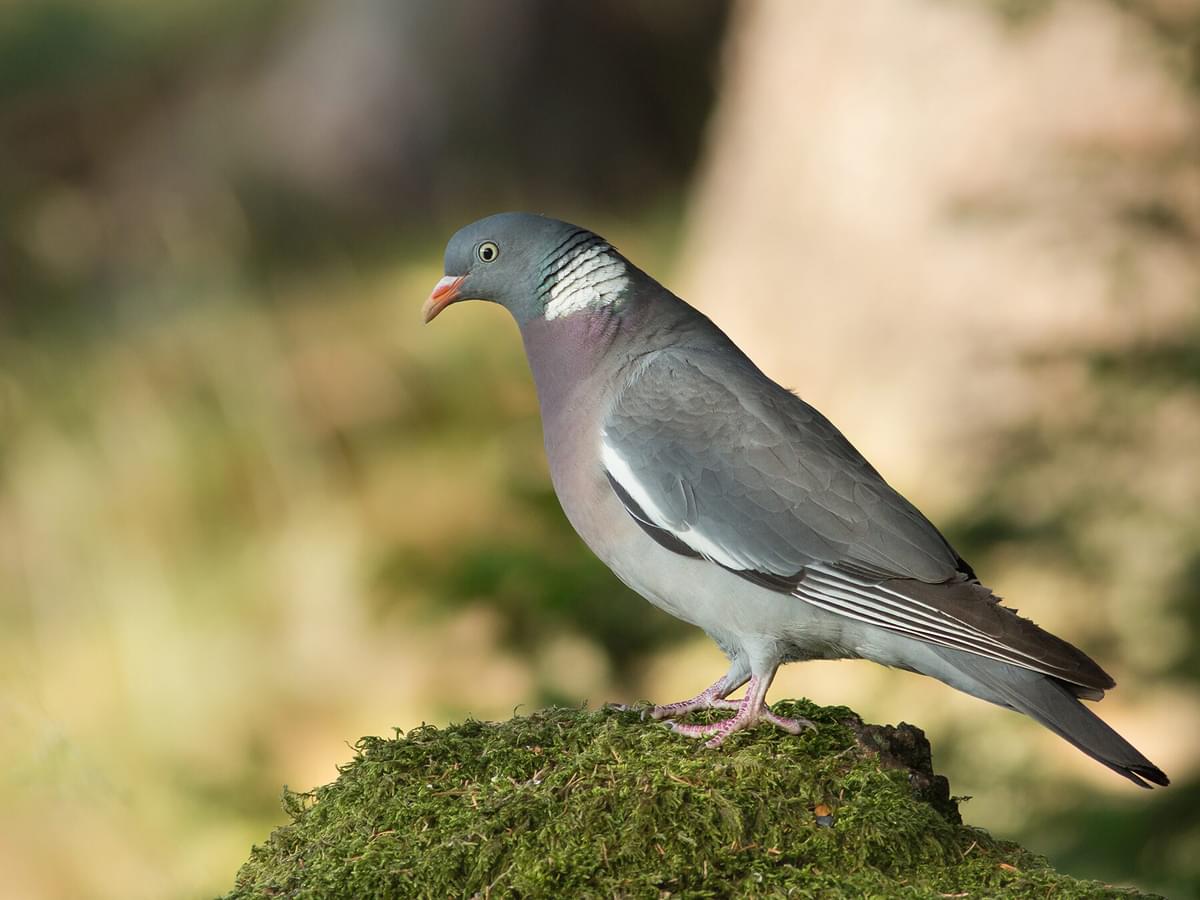 How Long Do Wood Pigeons Live?