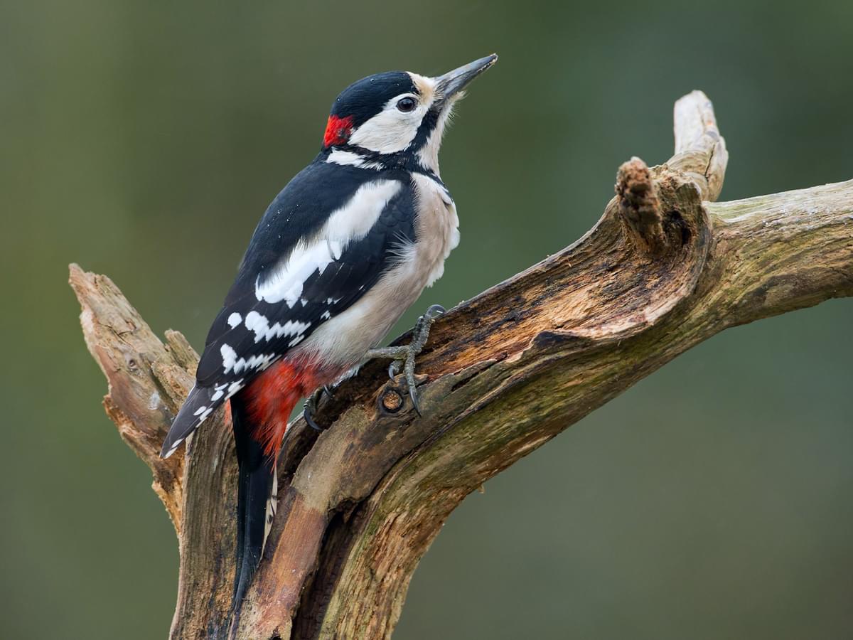 How Long Do Woodpeckers Live? Insights into Woodpecker Lifespan